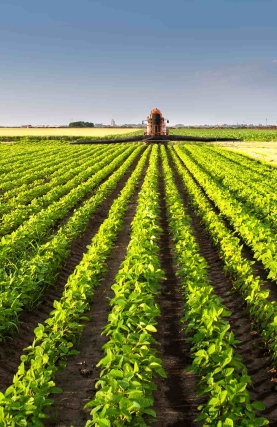 crops input insurance program