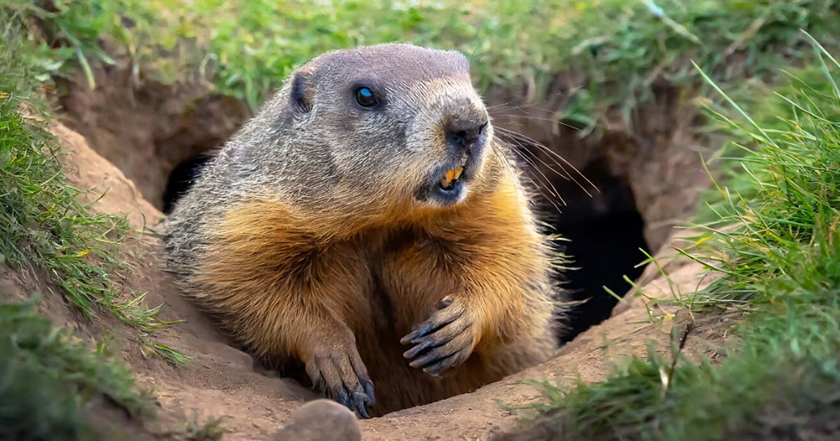 The Famous Groundhogs Say Spring Will Come Early