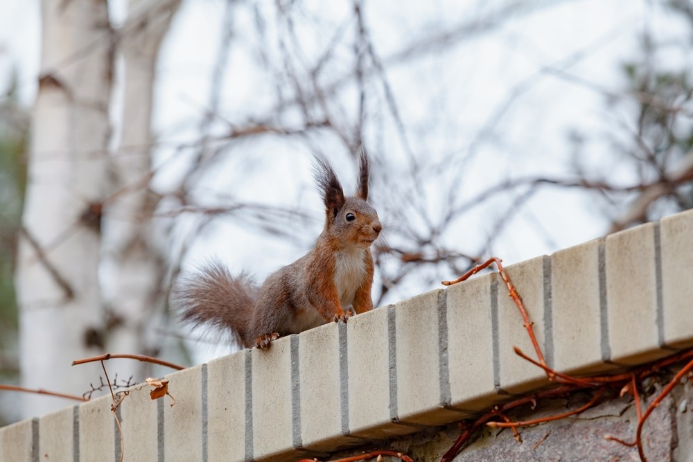 How to Squirrel-Proof Your Cottage
